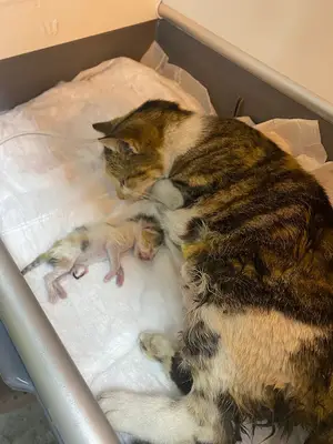 Özgür Veteriner Kliniği