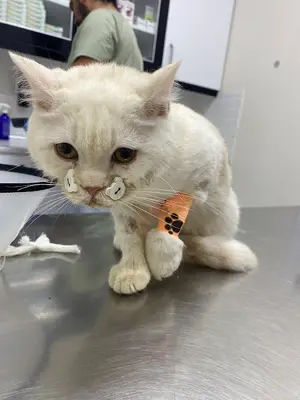 Kuzey Veteriner Kliniği