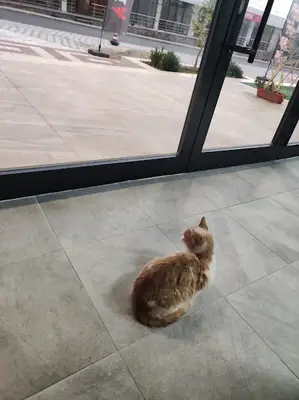 4 Pati Veteriner Kliniği