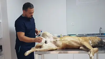 Sertaç Yıldırım Veteriner Kliniği