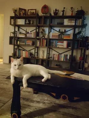 Pati-Ka Veteriner Kliniği - Diyarbakır Veteriner