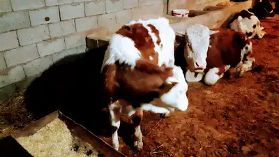 Kaplıca veteriner kliniği