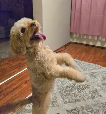 Barbie Pet Otel fotoğrafı