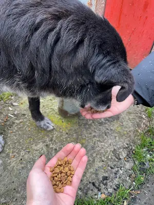 friendly black dog (Zeytin)