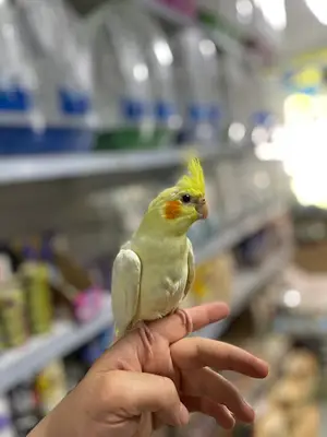 Akvaryum Cebeci