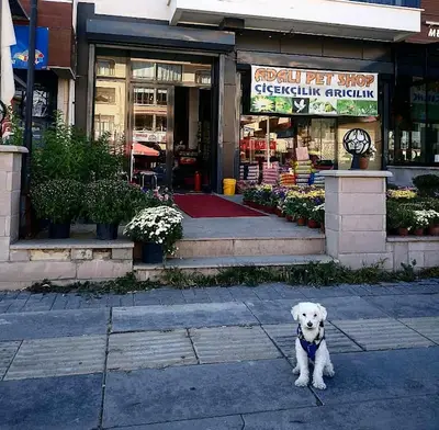 Ada Pet Shop fotoğrafı