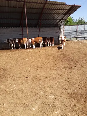 Başaran Hayvancilik Canli Hayvan Alim Satim Ve Besi Ciftligi fotoğrafı