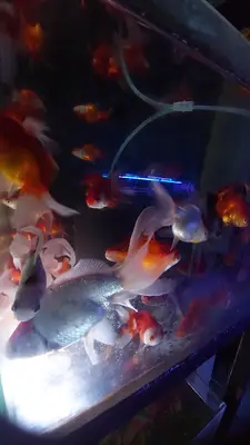 Aqualand Petshop