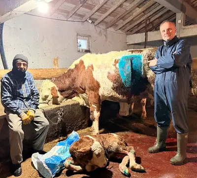 Baloğlu veteriner kliniği