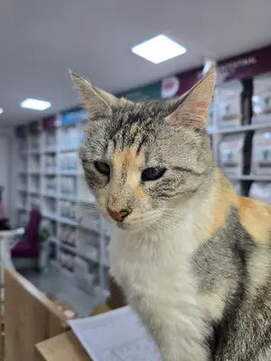 Pasteur Veterinary