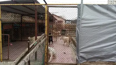 Çevhayko Derneği Köpek Bakım Merkezi fotoğrafı