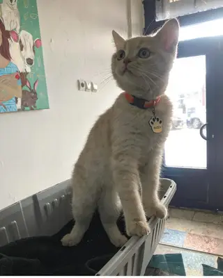 Sarya veteriner kiliniği