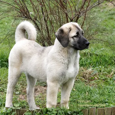 kangalüretimçiftligi