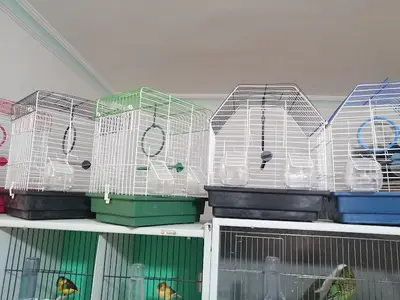 (CEYLAN PETSHOP) ANKARA KANARYA SEVDALILARI VE KAFES KUSLARI