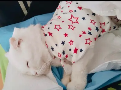Kızılelma Veteriner Kliniği