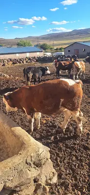 Altin Veteriner Kliniği Ergani