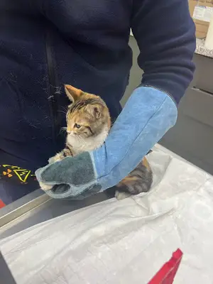 Martı Veteriner Kliniği