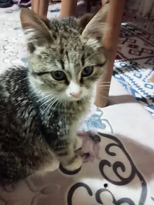 SANCAK VETERİNER KLİNİĞİ