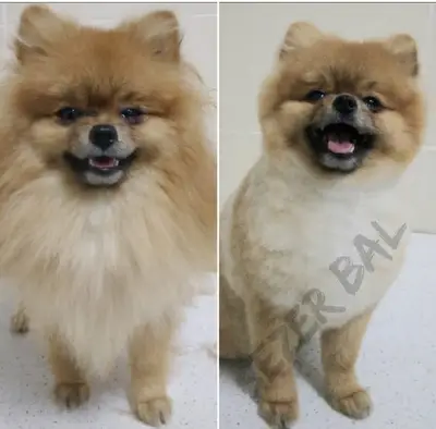 Petlove Pet kuaför fotoğrafı