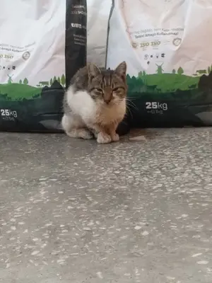 Şimşek Veteriner Kliniği