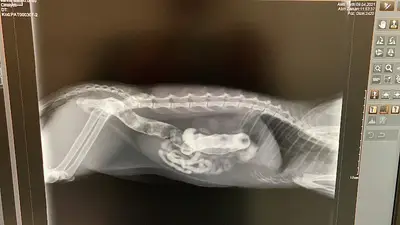 Can Dostum Veteriner Klinigi fotoğrafı