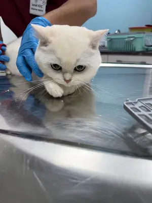 Özel Kent Veteriner Kliniği