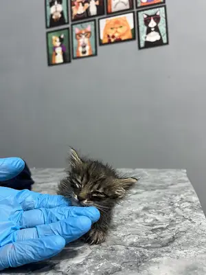 Merkez Veteriner Kliniği