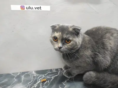 UluVet Veteriner Kliniği fotoğrafı