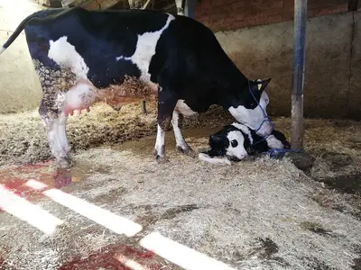 Çeti̇nkaya Veteri̇ner Kli̇ni̇ği