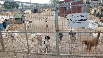 Umutlu Kuyruklar Hayvan Barınağı fotoğrafı