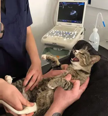 Kale Veteriner Kliniği