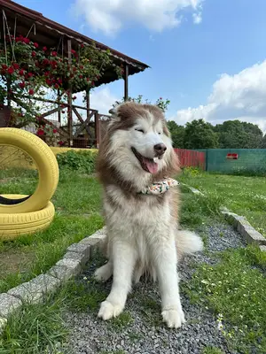 Kedi köpek oteli fotoğrafı