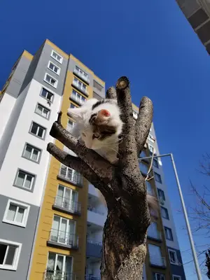 Kedi Oteli Kadıköy fotoğrafı