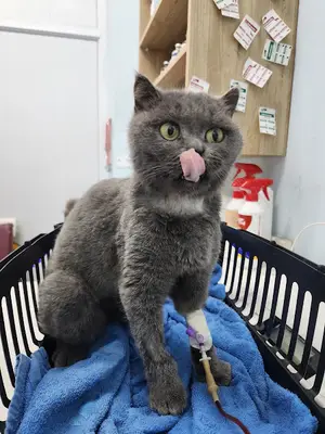 Evcilla Veteriner Kliniği