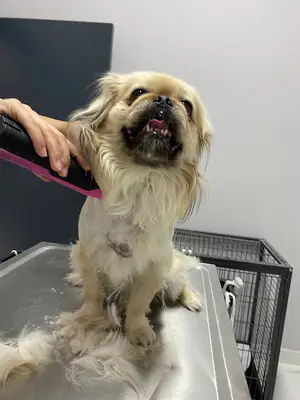 Etimesgut NeoVital Veteriner Kliniği fotoğrafı