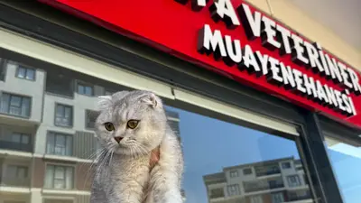 Alfa Veteriner Kliniği (Bursa) fotoğrafı