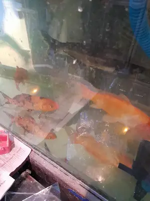 Cihan Akvaryum