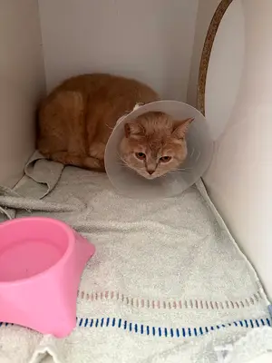DOFU Veteriner Kliniği fotoğrafı