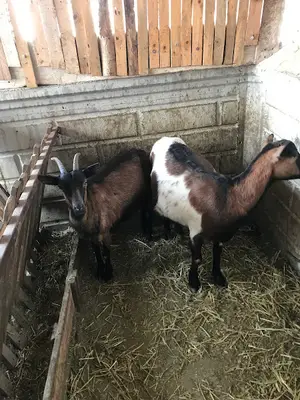 Kadirli Veteriner Kliniği