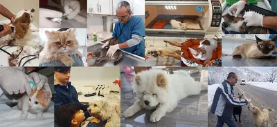 Artemis Veteriner Kliniği fotoğrafı