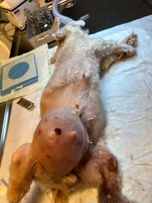 Kuşadası CAN-VET Veteriner Kliniği