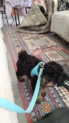 BEKİROĞLU VETERİNER KLİNİĞİ fotoğrafı