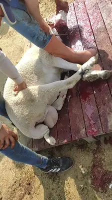 Bornova belediyesi kurban pazarı fotoğrafı
