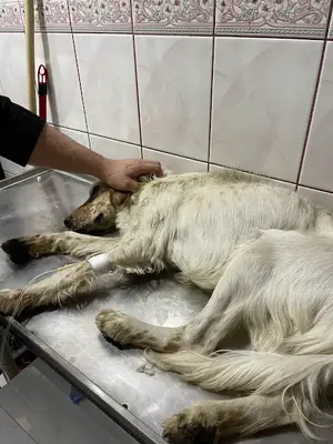 Kandıra Deva Veteriner Kliniği