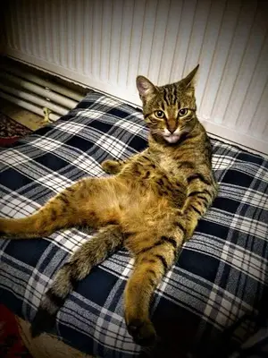 Sarsık Veterıner Kliniği