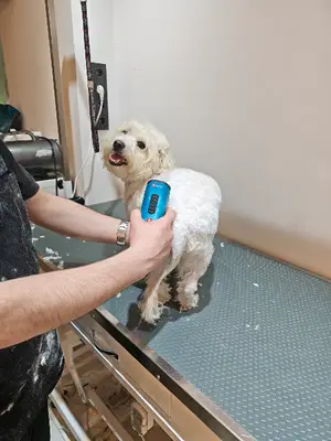 TüyTelaşı pet kuaför fotoğrafı