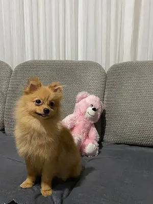 Köpek Eğitim Merkezi Abdullah öztürk fotoğrafı