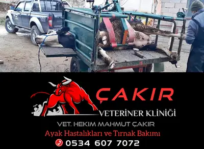 Çakır Veteriner Kliniği(Mahmut ÇAKIR)