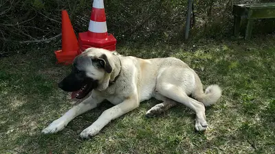 Urla Köpek Okulu fotoğrafı