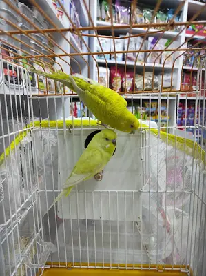 SanatPet